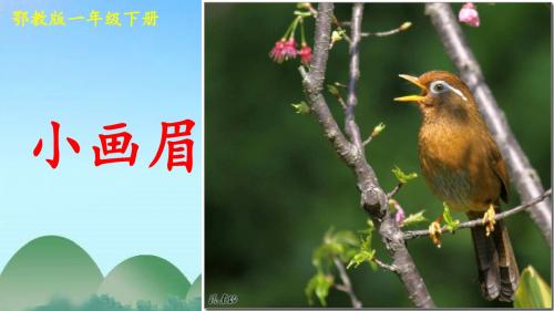 鄂教版一年级下册小画眉