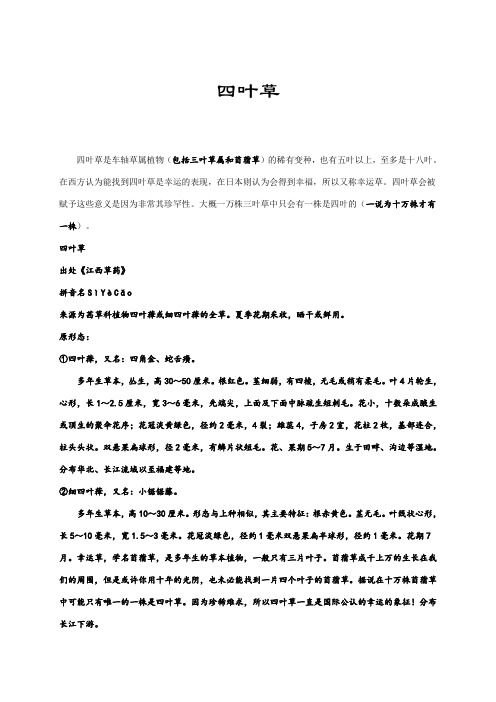 四叶草介绍