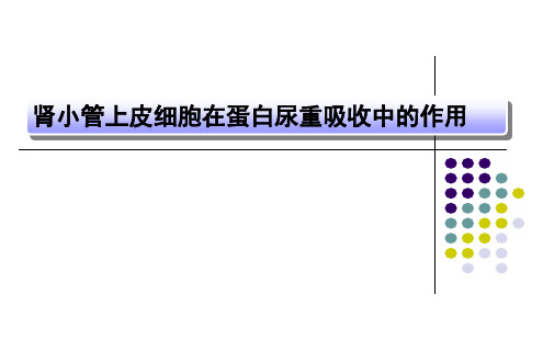 肾小管上皮细胞在蛋白尿重吸收中的作用探索