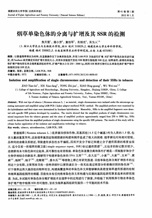 烟草单染色体的分离与扩增及其SSR的检测