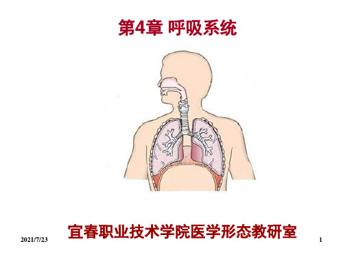 系统解剖学第4章-呼吸系统PPT课件