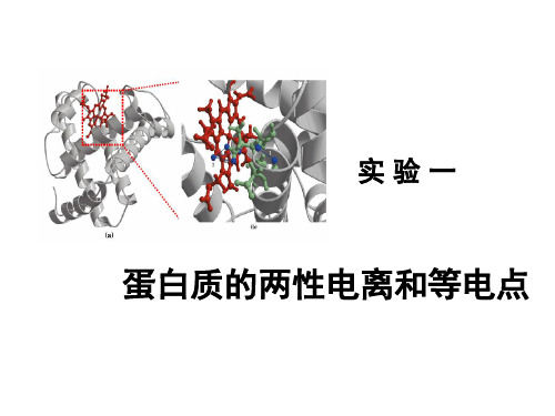 实验1：蛋白质的两性电离和等电点