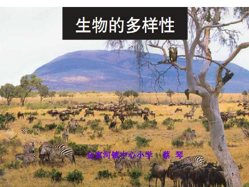 教科小学科学六上《4.1、校园生物大搜索》PPT课件(6)