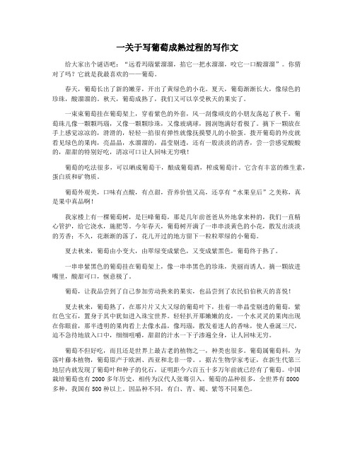 一关于写葡萄成熟过程的写作文