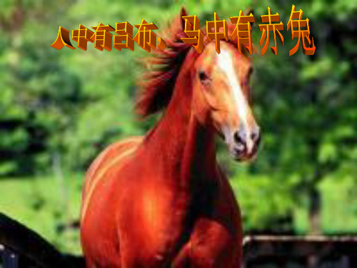 《马》公开课