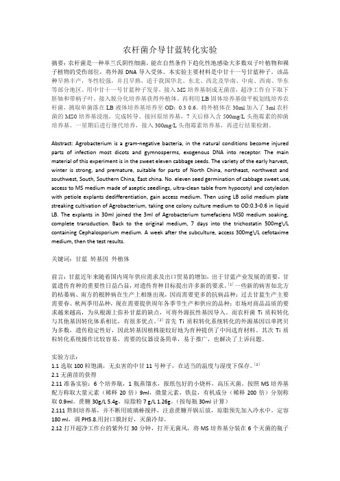 农杆菌介导甘蓝转化实验