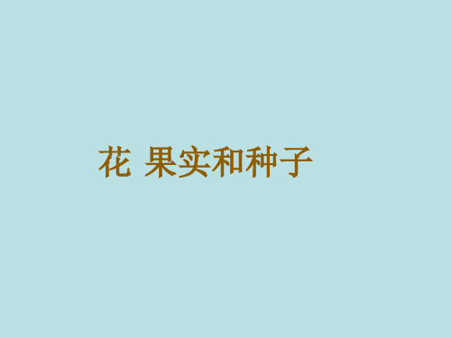 《果实和种子》苏教版科学PPT课件1