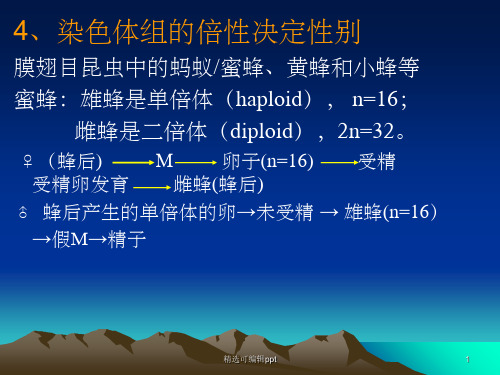 蚂蚁的性别决定与品级分化