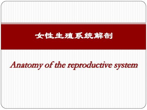 女性生殖系统解剖课件