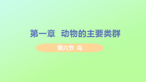 八年级生物上册-物圈中的其他生物第一章动物的主要类群第六节鸟教学课件新版新人教版