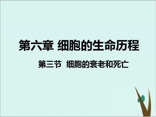 《细胞的衰老和死亡》人教版高中生物教用课件1