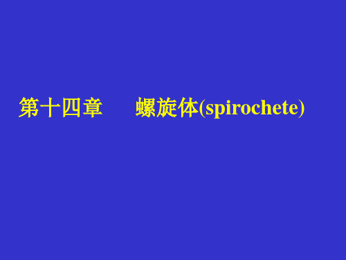 螺旋体