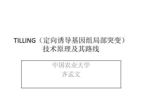 TILLING(定向诱导基因组局部突变)技术原理及其路线