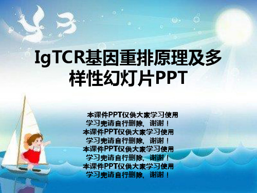 IgTCR基因重排原理及多样性幻灯片PPT