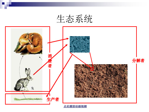 新教科版五年级科学上册《做一个生态瓶》精品课件