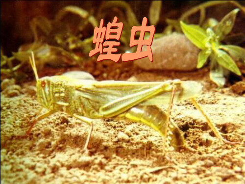 七年级生物蝗虫2(PPT)4-1