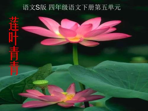 《莲叶青青》PPT课件(语文S版四年级下册课件)