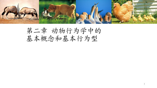 第二章动物行为学中的基本概念和基本行为型 ppt课件