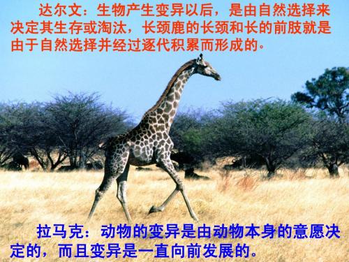 10达尔文和他的“进化论