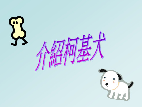 柯基犬饲养要点PPT课件