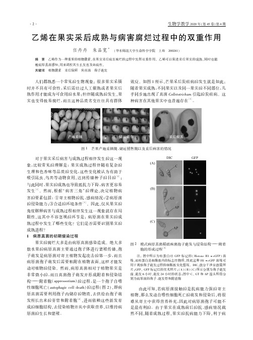 乙烯在果实采后成熟与病害腐烂过程中的双重作用