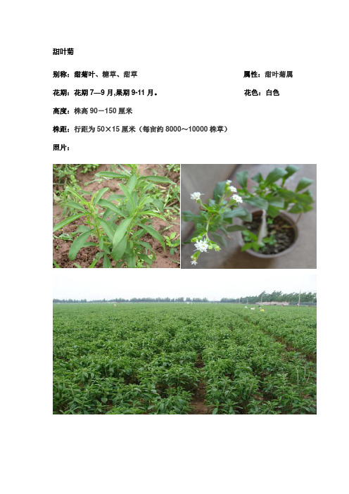 甜叶菊