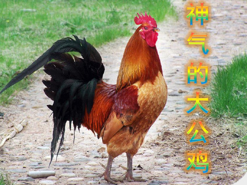 第七课《神气的大公鸡》PPT课件