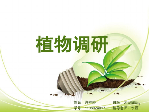 植物调研ppt