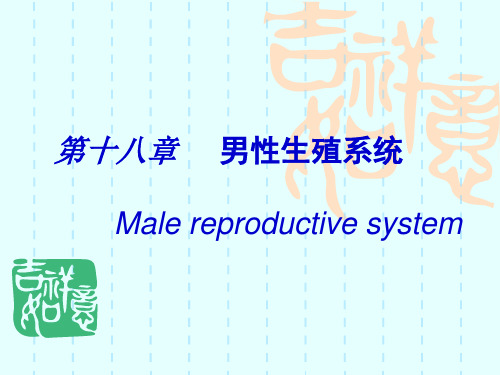 系统解剖学——男性生殖系统资料
