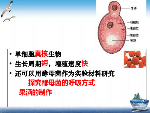 酵母菌种群数量变化个PPT课件