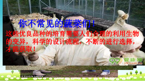 人教版必修二高中生物第六章从杂交育种到基因工程6.1杂交育种和诱变育种课件课件