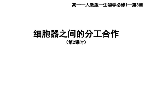 人教版高中生物必修第1册 第3章_第2节 第二课时 细胞器之间的协调配合及细胞的生物膜系统