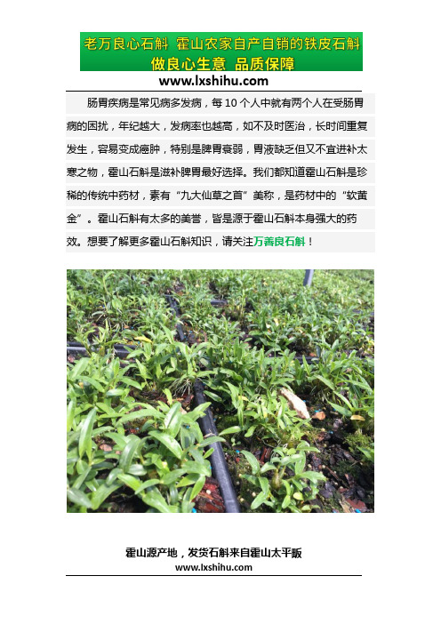 霍山石斛跟铁皮石斛的区别