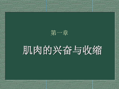 肌肉的兴奋与收缩ppt课件