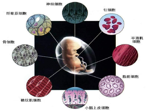 细胞的分化衰老凋亡PPT教学课件