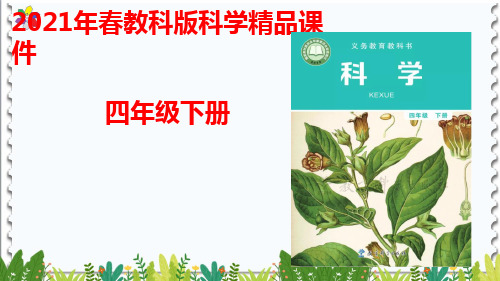 教科版四年级下册科学：1.8凤仙花的一生 精品课件1