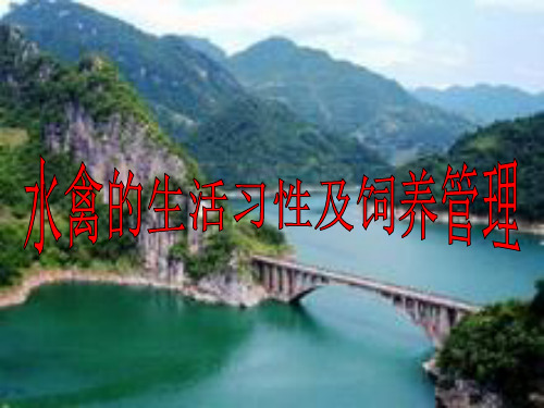 水禽的生活习性及饲养管理