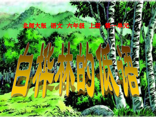 白桦林的低语