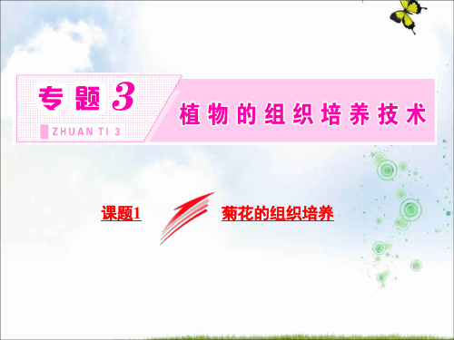高中生物人教版选修1课件：专题三 课题1 菊花的组织培养
