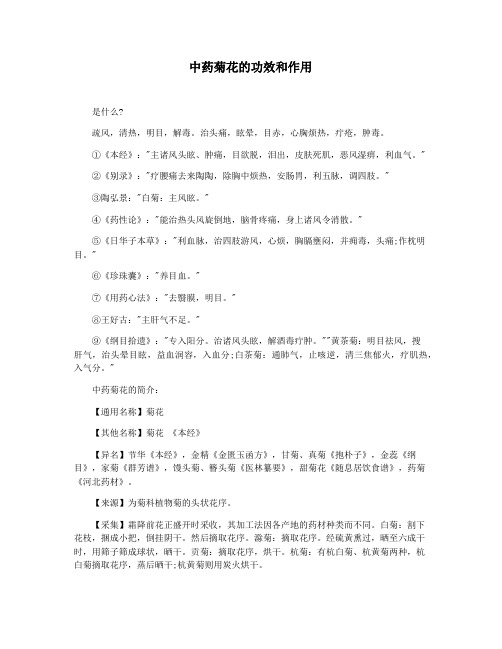 中药菊花的功效和作用