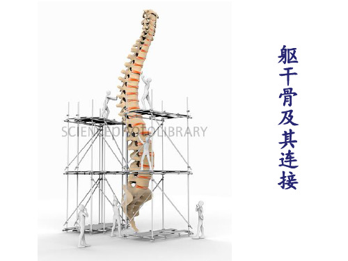 躯干骨及其连接