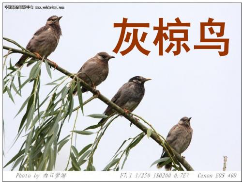 和谐至美——《灰椋鸟》第二课时PPT