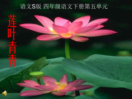 语文s版四下《莲叶青青》教学课件