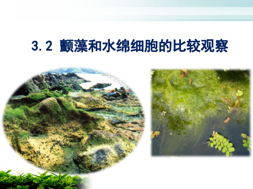 颤藻和水绵细胞的比较观察知识讲解