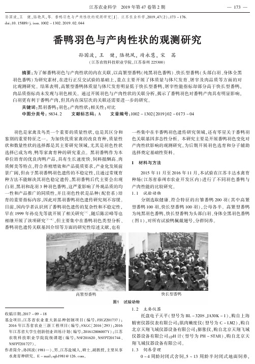 番鸭羽色与产肉性状的观测研究