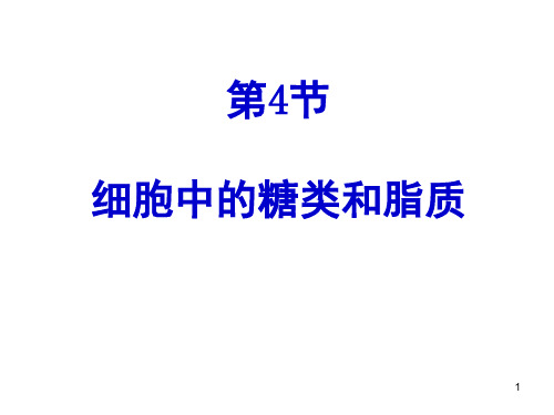 细胞中的糖类和脂质PPT精选文档