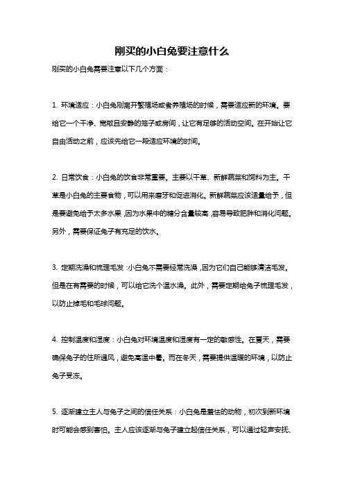 刚买的小白兔要注意什么