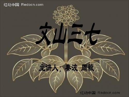 文山三七q