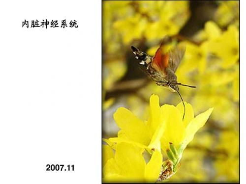 人体形态学课件 内脏神经(很完整)