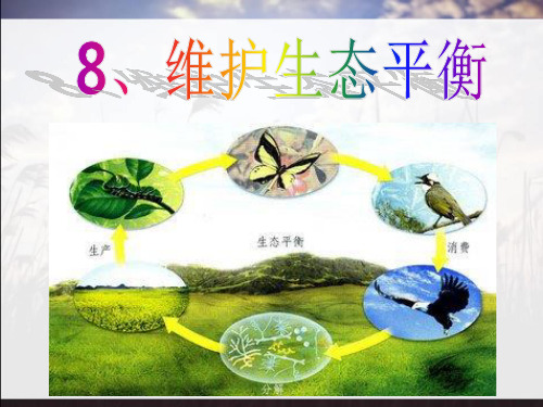 维护生态平衡精品PPT课件
